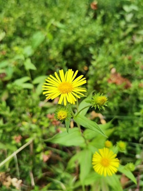 mmexport1596702516477